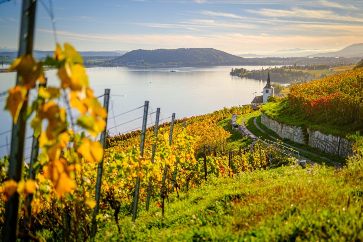 Photographie des vignes du lac de Bienne